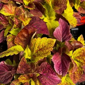Pack of 3 Alabama Sunset Coleus Live Plant – 4-8 Inch Tall – Multicolored Foliage - Image 8