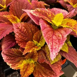 Pack of 3 Alabama Sunset Coleus Live Plant – 4-8 Inch Tall – Multicolored Foliage - Image 9