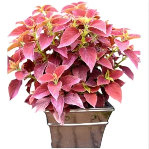 Pack of 3 Alabama Sunset Coleus Live Starter Plants, 4-8 Inch Tall, Multicolored Foliage - Image 2