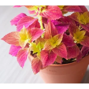 Pack of 3 Alabama Sunset Coleus Live Starter Plants, 4-8 Inch Tall, Multicolored Foliage - Image 3