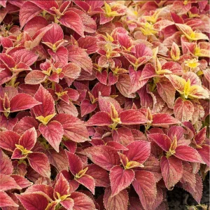 Pack of 3 Alabama Sunset Coleus Live Starter Plants, 4-8 Inch Tall, Multicolored Foliage - Image 4