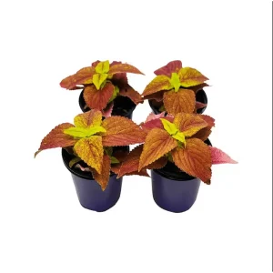 Pack of 3 Alabama Sunset Coleus Live Starter Plants, 4-8 Inch Tall, Multicolored Foliage - Image 5