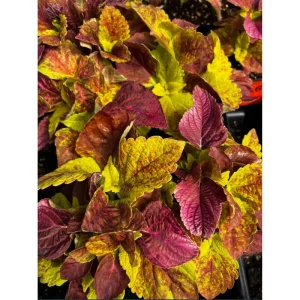 Pack of 3 Alabama Sunset Coleus Live Starter Plants, 4-8 Inch Tall, Multicolored Foliage - Image 7
