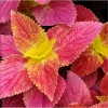 Pack of 3 Alabama Sunset Coleus Live Starter Plants, 4-8 Inch Tall, Multicolored Foliage - Image 1