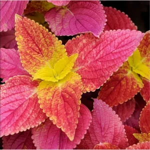 Pack of 3 Alabama Sunset Coleus Live Starter Plants, 4-8 Inch Tall, Multicolored Foliage - Image 1