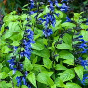 Pack of 3 Black and Blue Salvia Live Starter Plants, 3-6 Inch Tall, Outdoor Perennial Herb - Image 2