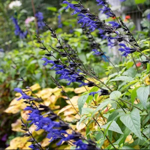 Pack of 3 Black and Blue Salvia Live Starter Plants, 3-6 Inch Tall, Outdoor Perennial Herb - Image 3