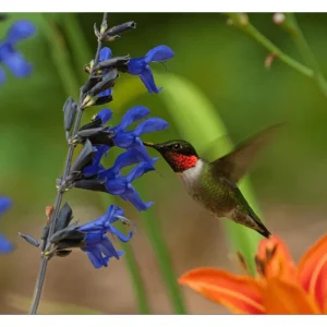 Pack of 3 Black and Blue Salvia Live Starter Plants, 3-6 Inch Tall, Outdoor Perennial Herb - Image 4