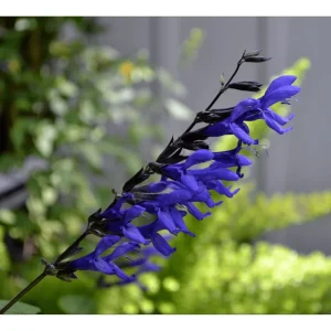 Pack of 3 Black and Blue Salvia Live Starter Plants, 3-6 Inch Tall, Outdoor Perennial Herb - Image 5