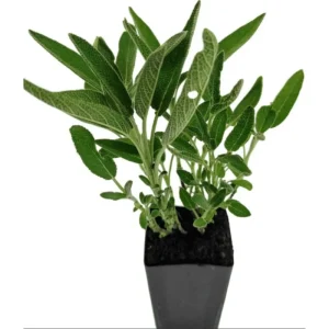 Pack of 3 Black and Blue Salvia Live Starter Plants, 3-6 Inch Tall, Outdoor Perennial Herb - Image 6