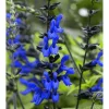 Pack of 3 Black and Blue Salvia Live Starter Plants, 3-6 Inch Tall, Outdoor Perennial Herb - Image 1