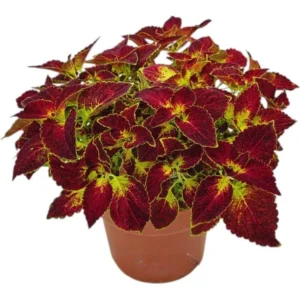 Pack of 3 Dipt In Wine Coleus Live Starter Plant, Magenta Dark Red Foliage, 4-8 Inch Tall - Image 2