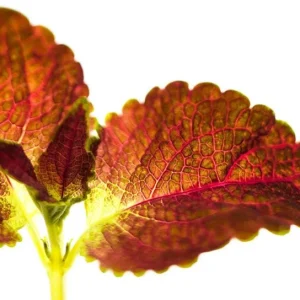 Pack of 3 Dipt In Wine Coleus Live Starter Plant, Magenta Dark Red Foliage, 4-8 Inch Tall - Image 3