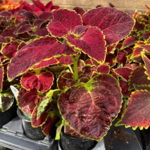 Pack of 3 Dipt In Wine Coleus Live Starter Plant, Magenta Dark Red Foliage, 4-8 Inch Tall - Image 4