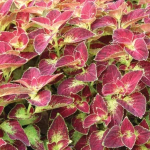 Pack of 3 Dipt In Wine Coleus Live Starter Plant, Magenta Dark Red Foliage, 4-8 Inch Tall - Image 5