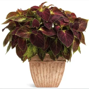 Pack of 3 Dipt In Wine Coleus Live Starter Plant, Magenta Dark Red Foliage, 4-8 Inch Tall - Image 6