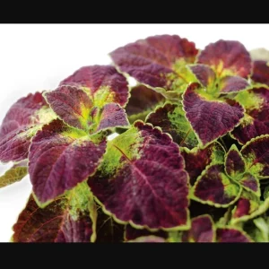 Pack of 3 Dipt In Wine Coleus Live Starter Plant, Magenta Dark Red Foliage, 4-8 Inch Tall - Image 8