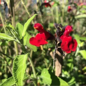 Pack of 3 Greggii Red Salvia Live Starter Plants, Red Autumn Sage, 3-6 Inch Tall, Outdoor - Image 2