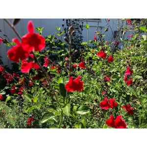 Pack of 3 Greggii Red Salvia Live Starter Plants, Red Autumn Sage, 3-6 Inch Tall, Outdoor - Image 3