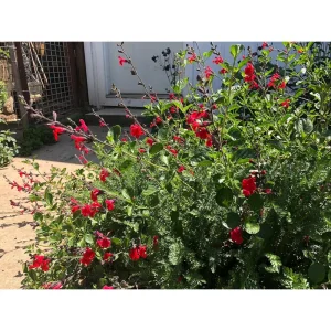 Pack of 3 Greggii Red Salvia Live Starter Plants, Red Autumn Sage, 3-6 Inch Tall, Outdoor - Image 4
