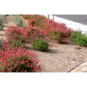 Pack of 3 Greggii Red Salvia Live Starter Plants, Red Autumn Sage, 3-6 Inch Tall, Outdoor - Image 5