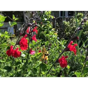 Pack of 3 Greggii Red Salvia Live Starter Plants, Red Autumn Sage, 3-6 Inch Tall, Outdoor - Image 6
