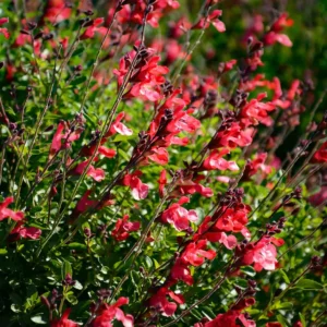 Pack of 3 Greggii Red Salvia Live Starter Plants, Red Autumn Sage, 3-6 Inch Tall, Outdoor - Image 1