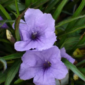 Pack of 4 Katie's Dwarf Blue Ruellia Live Plants, Mexican Petunia, 4-9 Inch Tall, Purple Flowers - Image 3