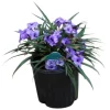 Pack of 4 Katie's Dwarf Blue Ruellia Live Plants, Mexican Petunia, 4-9 Inch Tall, Purple Flowers - Image 1