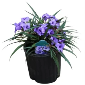 Pack of 4 Katie's Dwarf Blue Ruellia Live Plants, Mexican Petunia, 4-9 Inch Tall, Purple Flowers - Image 1