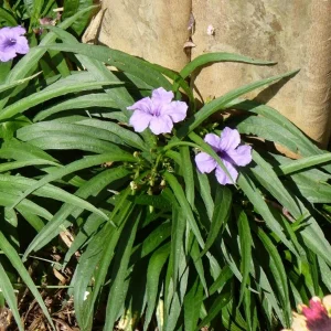 Pack of 4 Katie's Dwarf Blue Ruellia Live Plants, Mexican Petunia, 4-9 Inch Tall, Purple Flowers - Image 4