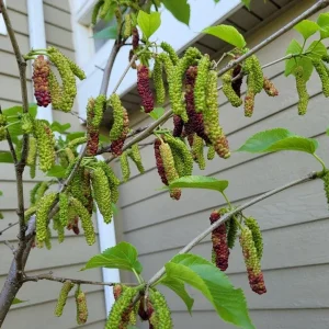 Pakistan Mulberry Live Plants - Sweet Mulberry Fruit Trees, 2-Pack, 4-8 Inch Tall, Outdoor - Image 10