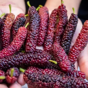 Pakistan Mulberry Live Plants - Sweet Mulberry Fruit Trees, 2-Pack, 4-8 Inch Tall, Outdoor - Image 2