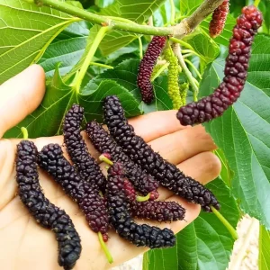 Pakistan Mulberry Live Plants - Sweet Mulberry Fruit Trees, 2-Pack, 4-8 Inch Tall, Outdoor - Image 3
