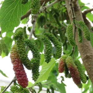 Pakistan Mulberry Live Plants - Sweet Mulberry Fruit Trees, 2-Pack, 4-8 Inch Tall, Outdoor - Image 4