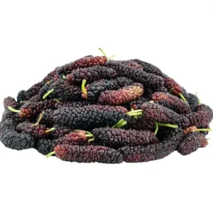Pakistan Mulberry Live Plants - Sweet Mulberry Fruit Trees, 2-Pack, 4-8 Inch Tall, Outdoor - Image 5