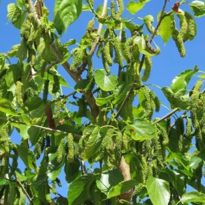 Pakistan Mulberry Live Plants - Sweet Mulberry Fruit Trees, 2-Pack, 4-8 Inch Tall, Outdoor - Image 6