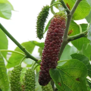 Pakistan Mulberry Live Plants - Sweet Mulberry Fruit Trees, 2-Pack, 4-8 Inch Tall, Outdoor - Image 9