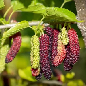Pakistan Mulberry Live Plants - Sweet Mulberry Fruit Trees, 2-Pack, 4-8 Inch Tall, Outdoor - Image 1