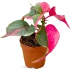 Party Time Alternanthera Live Plant - 2 Pack, Tropical Houseplant, 4-6 Inch Tall - Image 1