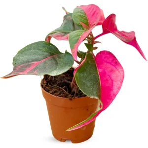 Party Time Alternanthera Live Plant - 2 Pack, Tropical Houseplant, 4-6 Inch Tall - Image 1