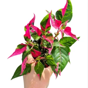 Party Time Alternanthera Live Plant - 2 Pack, Tropical Houseplant, 4-6 Inch Tall - Image 2