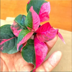 Party Time Alternanthera Live Plant - 2 Pack, Tropical Houseplant, 4-6 Inch Tall - Image 3