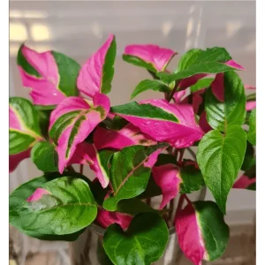 Party Time Alternanthera Live Plant - 2 Pack, Tropical Houseplant, 4-6 Inch Tall - Image 4
