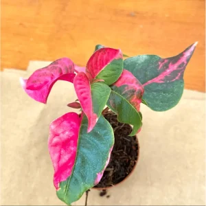Party Time Alternanthera Live Plant - 2 Pack, Tropical Houseplant, 4-6 Inch Tall - Image 5