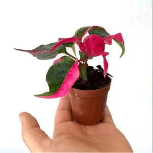 Party Time Alternanthera Live Plant - 2 Pack, Tropical Houseplant, 4-6 Inch Tall - Image 6