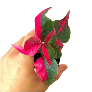Party Time Alternanthera Live Plant - 2 Pack, Tropical Houseplant, 4-6 Inch Tall - Image 7