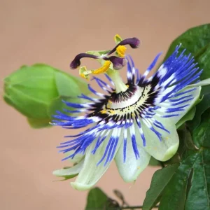 Passiflora Blue Live Starter Plant - Passion Flower Vine 4-6 Inch Tall - Image 2
