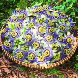 Passiflora Blue Live Starter Plant - Passion Flower Vine 4-6 Inch Tall - Image 3