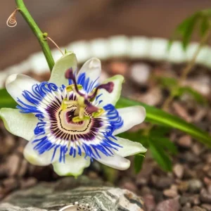 Passiflora Blue Live Starter Plant - Passion Flower Vine 4-6 Inch Tall - Image 4